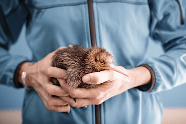 National Kiwi Hatchery, North Island