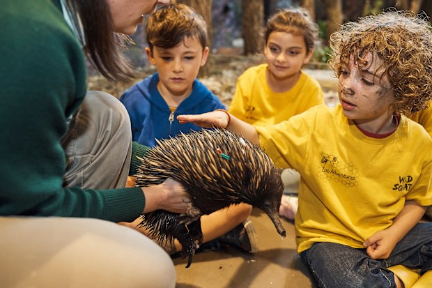 Taronga Zoo experience