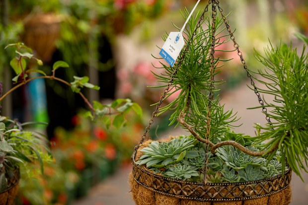 Hanging basket competition at the Melbourne International Flower and Garden Show