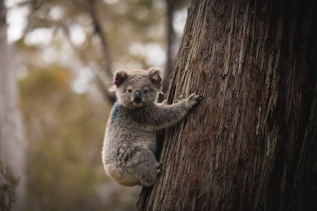 Rachael Schildkraut has been working with koalas for years and spends plenty of time in the field looking at sights like this.