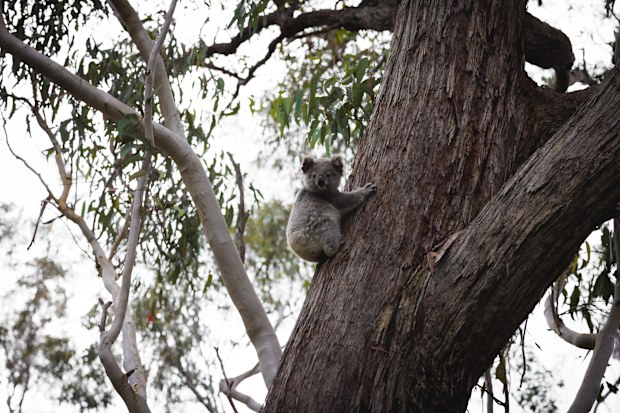 Rachael Schildkraut has been working with koalas for years and spends plenty of time in the field looking at sights like this.