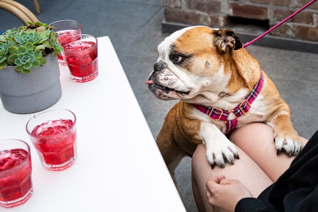 Dogs on dates