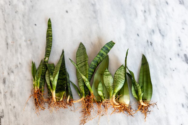 Sanseviera plants, snake plants, indoor plants, houseplants