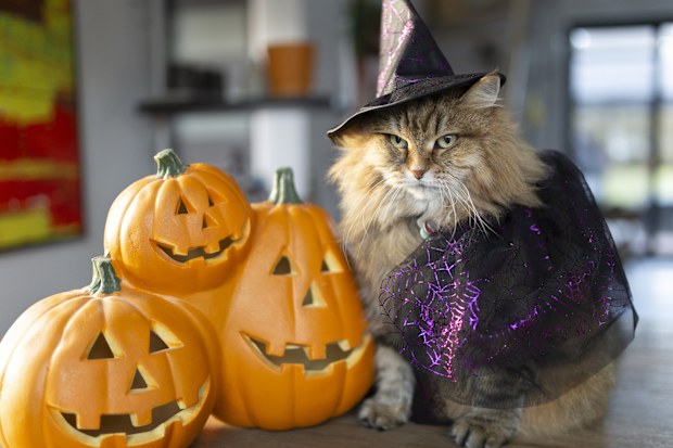 cat dressed as witch for Halloween, costume