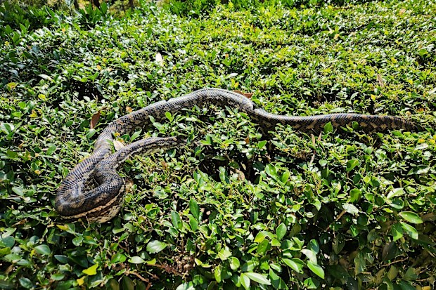 Snake Catcher Dan: School calls in snake catcher to deal with classroom ...