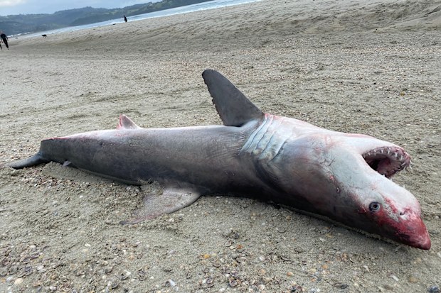 A dead great white shark was found on the shores of Omaha Beach yesterday.