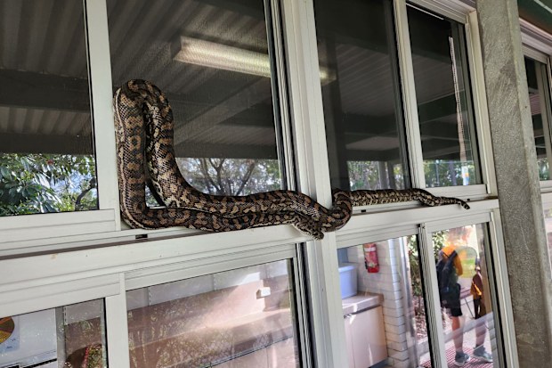 Snake Catcher Dan