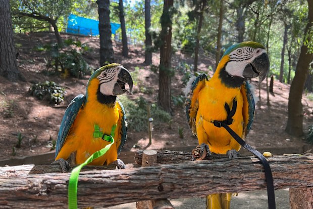 Bird trainer Mel Vincent can harness train birds