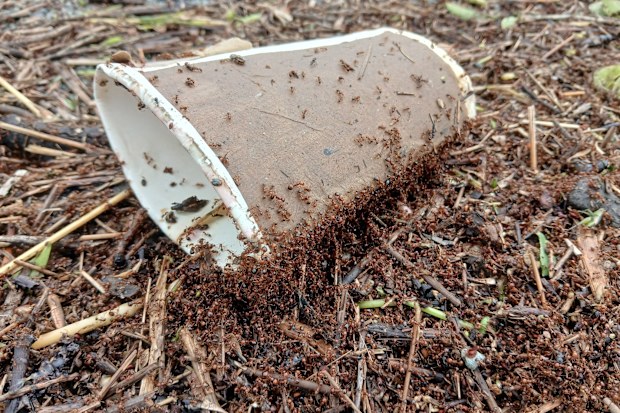 Fire ant infestation risk after Queensland flooding from ex-Cyclone Alfred