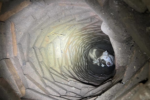 Stray dog found in well