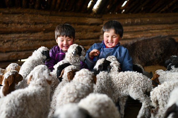 World Vision gift a lamb