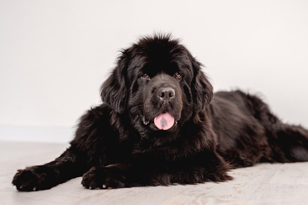 Mature newfoundland dog lying on floor near white wall indoors