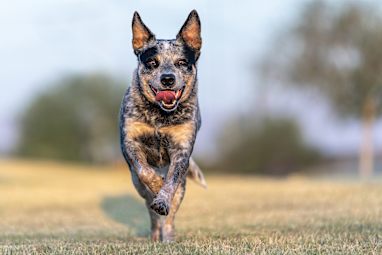 Australian cattle dog