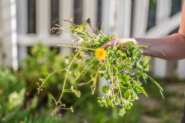 Unrecognizable woman removing a weed from her flowerbed.