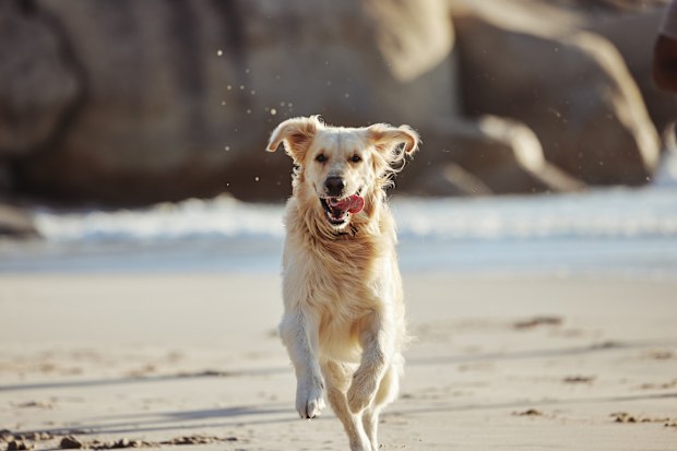 Dog at the beach stock
