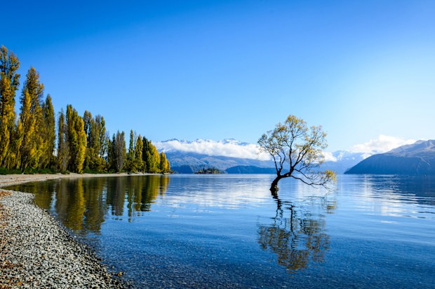 Small tree in Wanaka lake