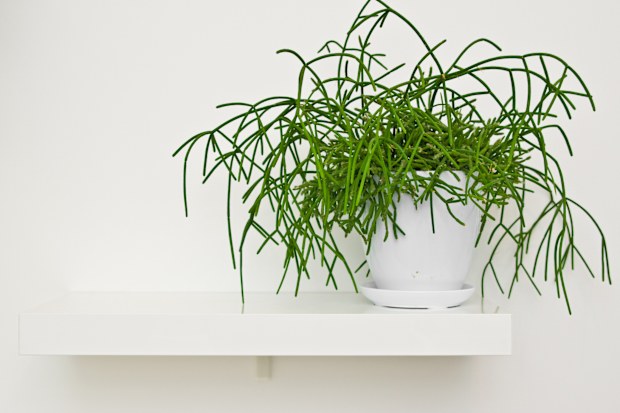 An elegant green pot plant as room decoration against white wall.Rhipsalis