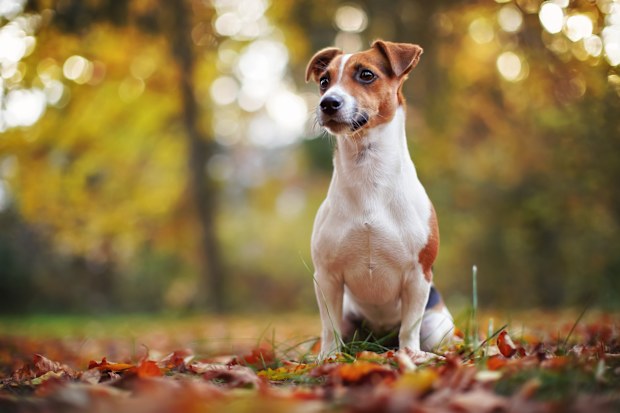 Small Jack Russell terrier sitting on forest path, one paw up, yellow orange leaves in autumn, blurred trees background