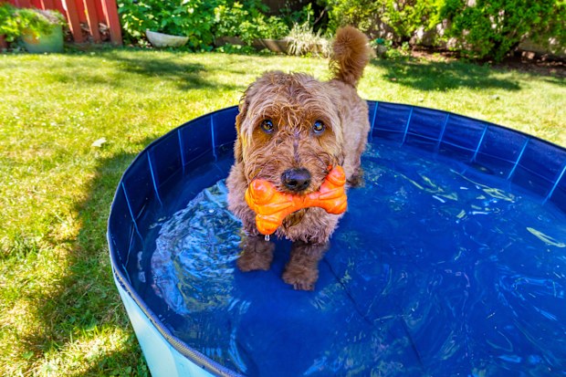 Dog stock Miniature goldendoodle enjoying a small splash pool on a hot summer day.