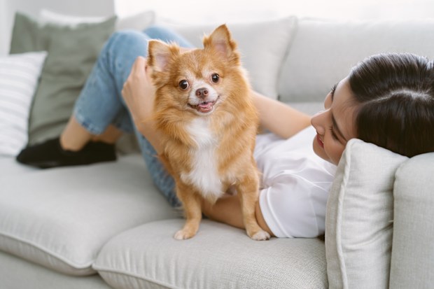 woman lying on sofa with brown pretty chihuahua pet dog looking at camera in living room of her cozy house.