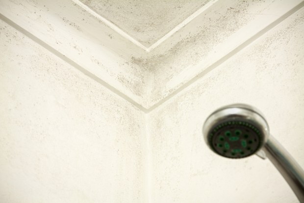 Mouldy corner and wall in a shower room with an out of focus shower head in the lower left of he image.