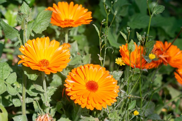 Calendula