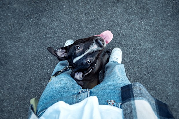 Young funny pit bull terrier dog peeking out from behind his owner's legs.