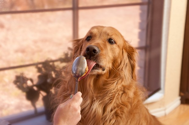 Dog licking a spoon full of peanut butter