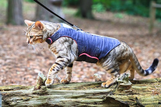 A bengal cat in a harness walks across a log in a forest 
