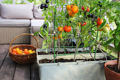 Tomatoes