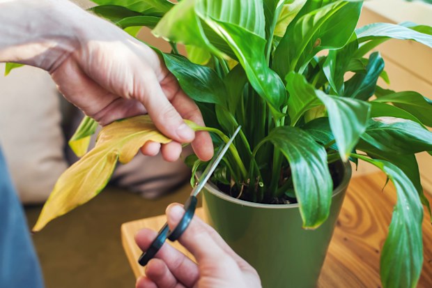 Yellow leaf being cut off an indoor plant.