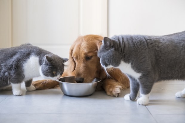 Golden Retriever dogs and two cats share food