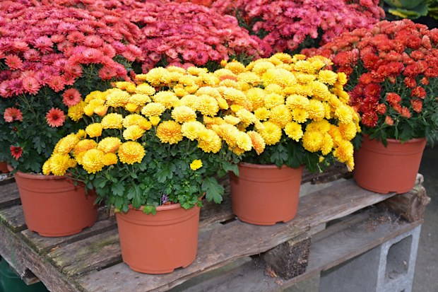 Chrysanthemum Flowers