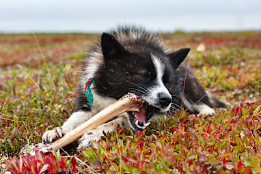Nenets Laika