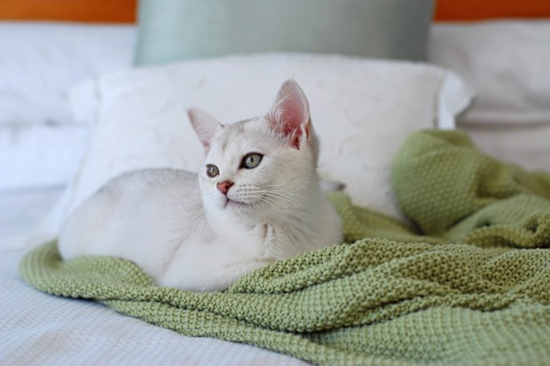 Burmilla cat iStock photo
