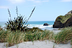<p>In modern cuisine, harakeke seeds are prized for their unique flavour and nutritional benefits. Derived from the endemic New Zealand flax plant, these seeds find their way into a variety of culinary dishes, enriching everything from salads to seasonings to ice cream. </p><p>With a history deeply rooted in Māori culture, harakeke not only contributes a distinctive flavour profile and nutty taste, but also showcases New Zealand's rich indigenous flora, offering chefs a versatile ingredient to innovate with in contemporary dishes. </p>