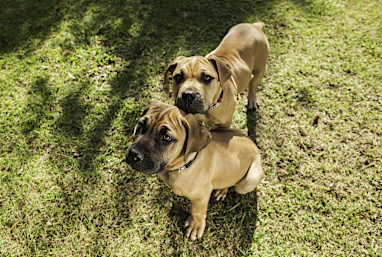 5. Boerboel