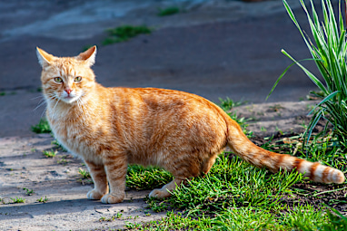 4. Tabby