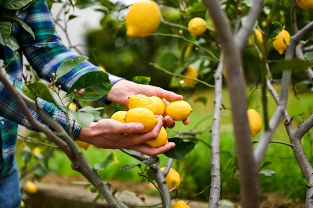 Farmer holding freshly picked lemons from a lemon tree