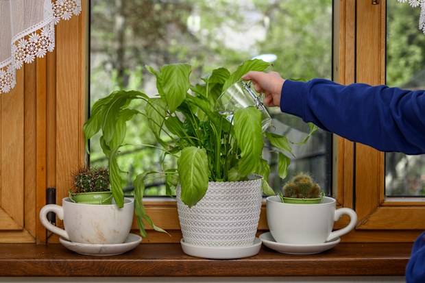 A neighbour waters the flowers in the absent owner's house and takes care of the apartment