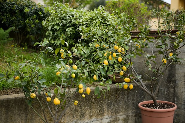 Lemon trees growing in a lush garden setting