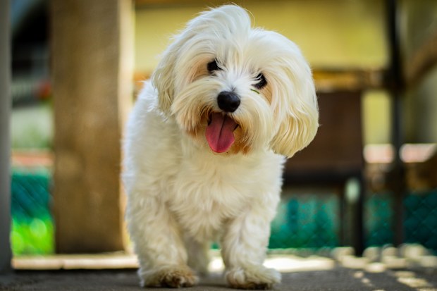 Cute Maltese Bonny