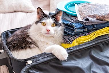 2. Being away from my pets