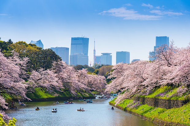 Tokyo, Japan - March 29, 2023 - Chidorigafuchi park in Tokyo during sakura cherry blossom full bloom season in Tokyo Japan. Chidorigafuchi park is popular sakura spot for traveller at Tokyo.