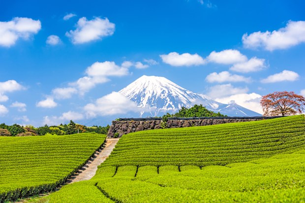 Fuji, Japan at Mt. Fuji and tea fields.