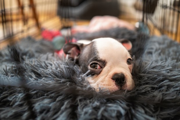 Dog crate. Dog in his comfy crate.