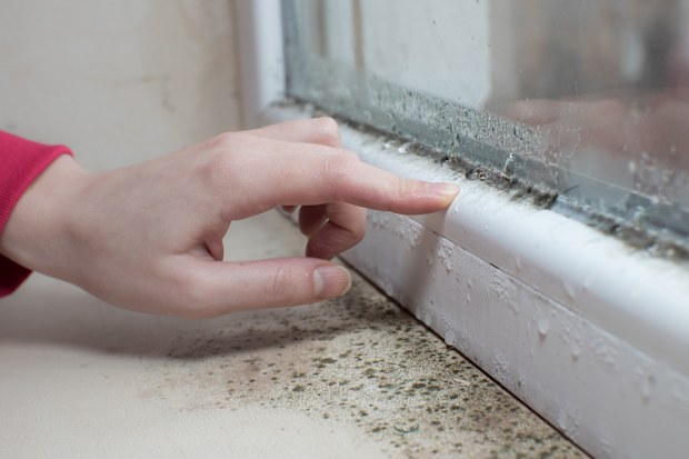 Black mold fungus growing on windowsill. Dampness problem concept. Condensation on the window.