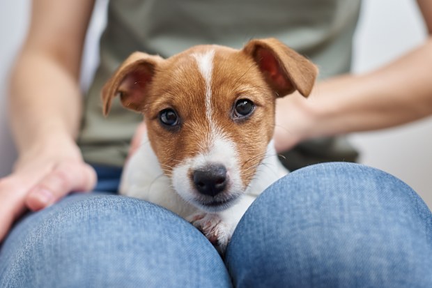 puppy sitting in owner's lap