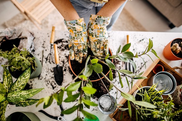 Young women planting flowers at home, decorating her apartment
