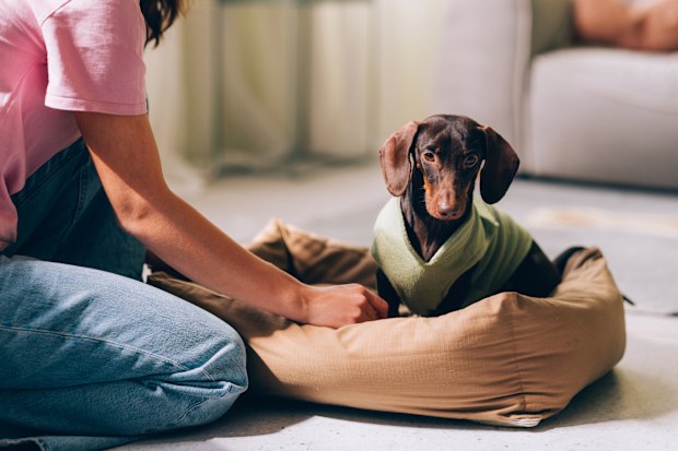 Dachshund on dog bed iStock photo